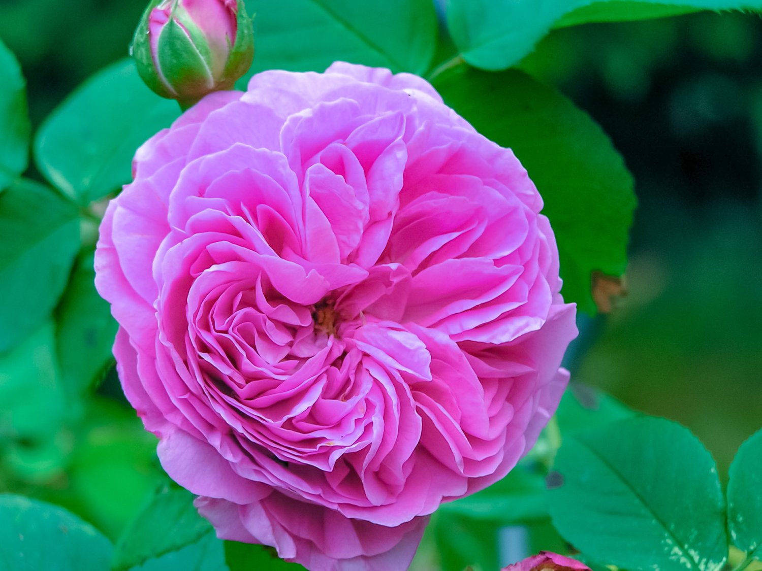 Rosa 'Louise Odier'