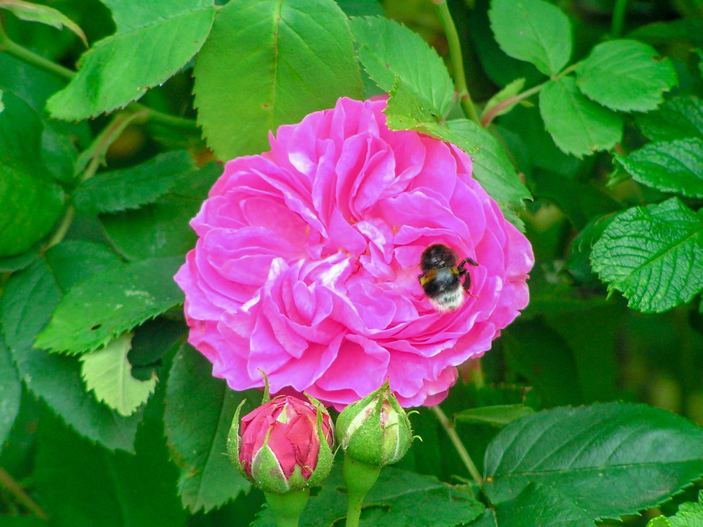 Rosa 'Louise Odier'