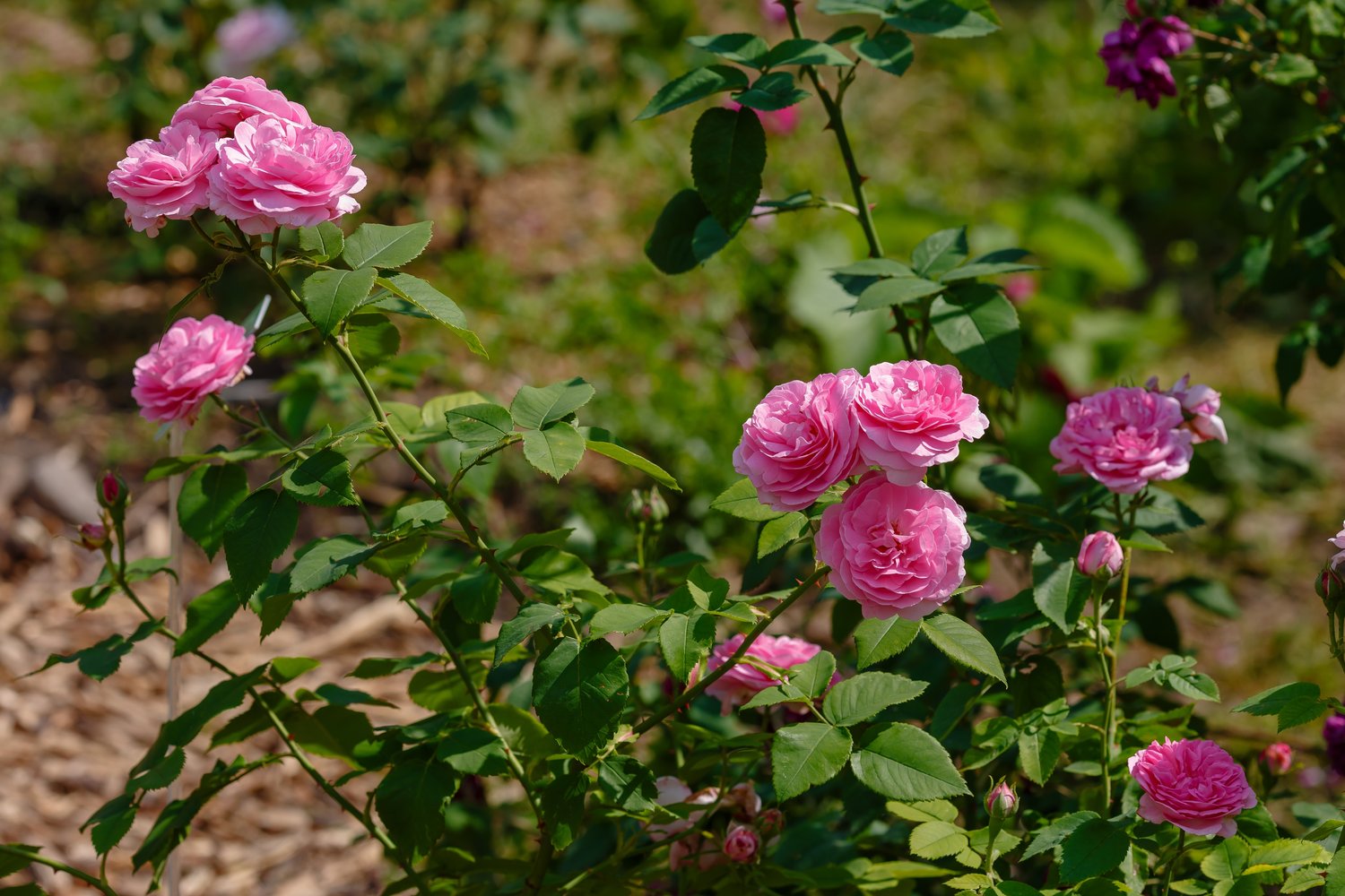 Rosa 'Louise Odier'