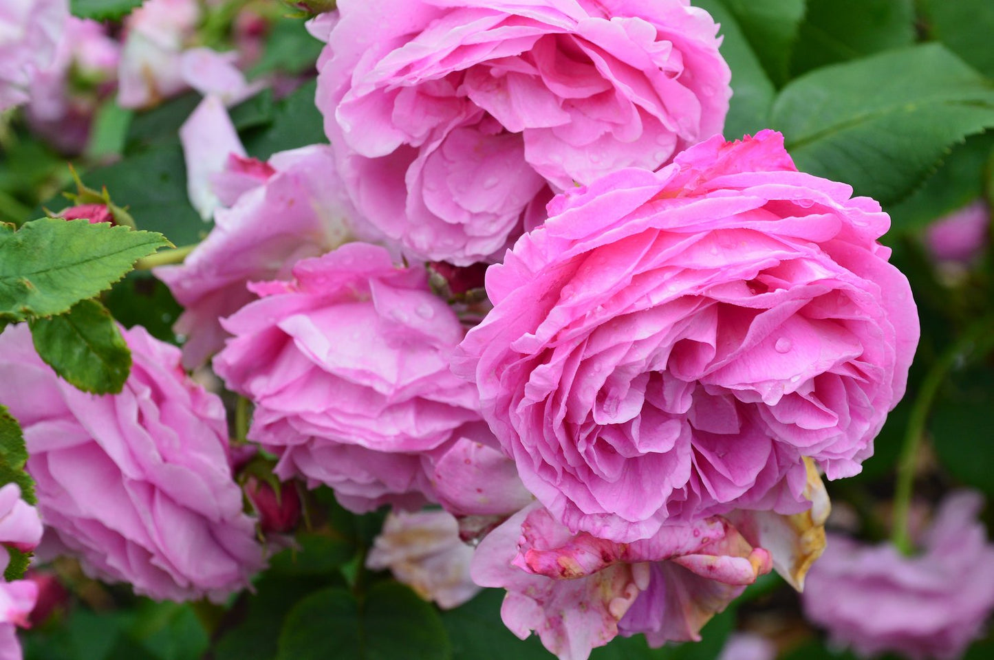 Rosa 'Louise Odier'