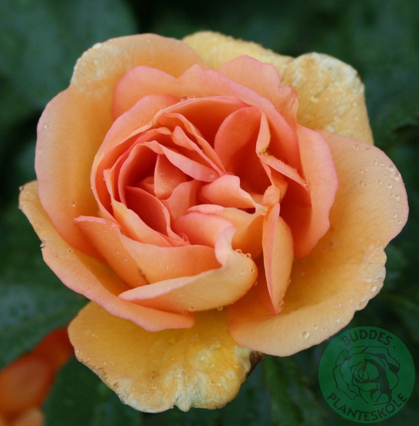 Rosa 'Maigold'