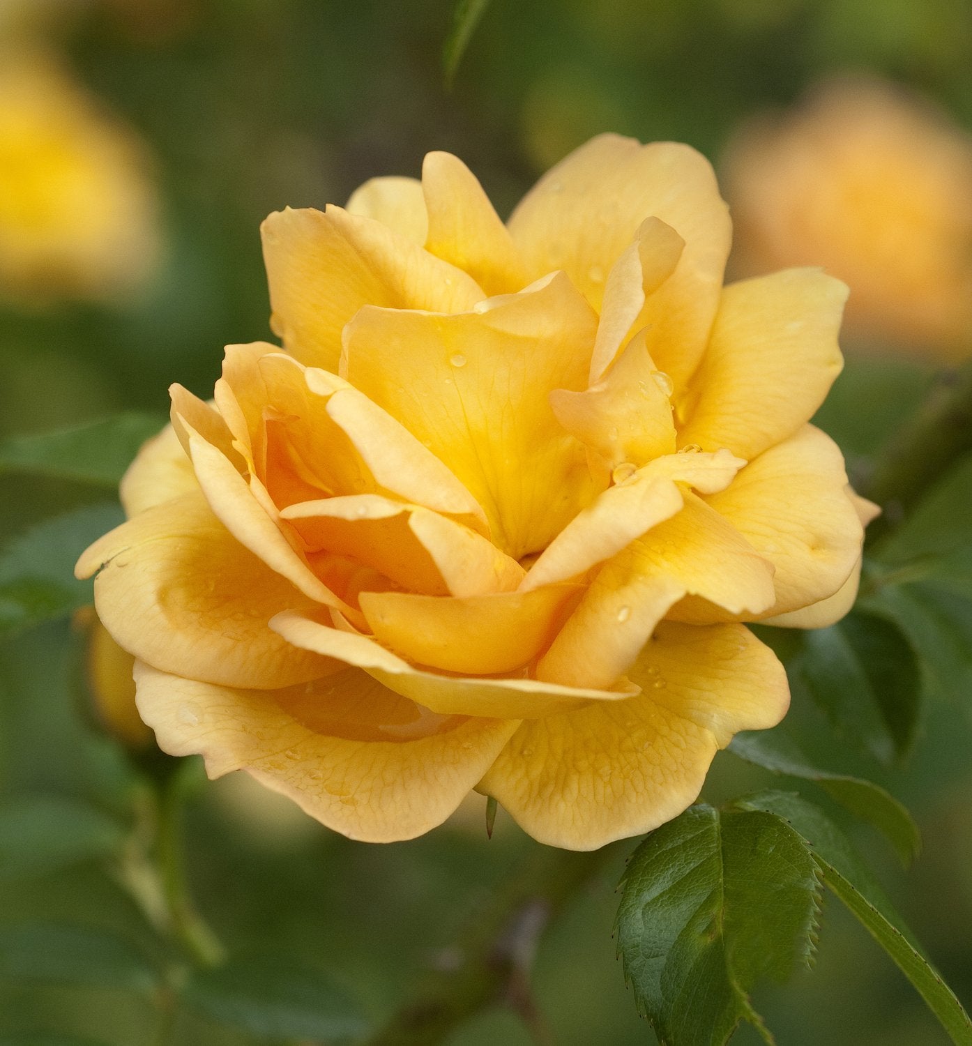 Rosa 'Maigold'
