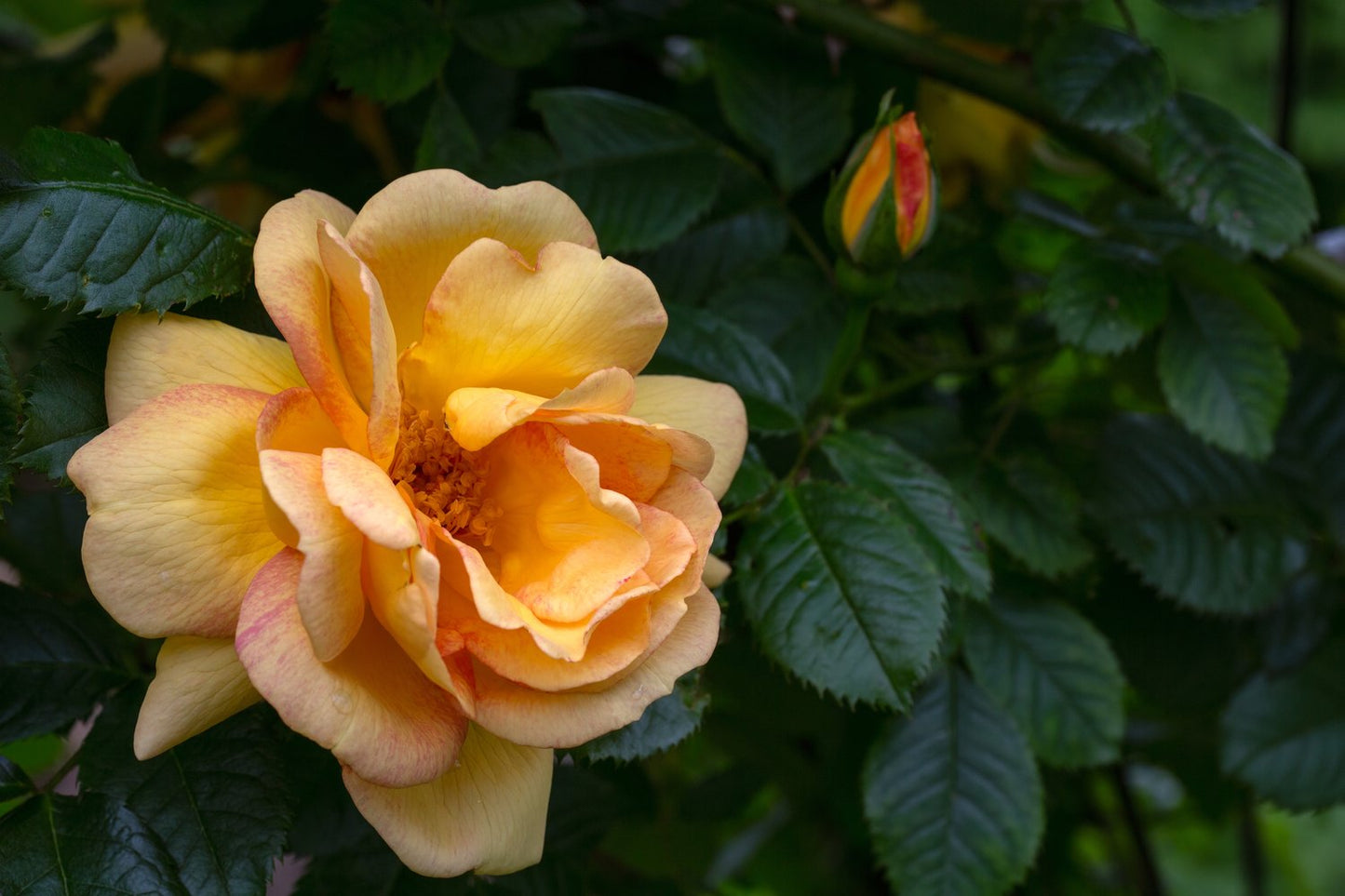Rosa 'Maigold'