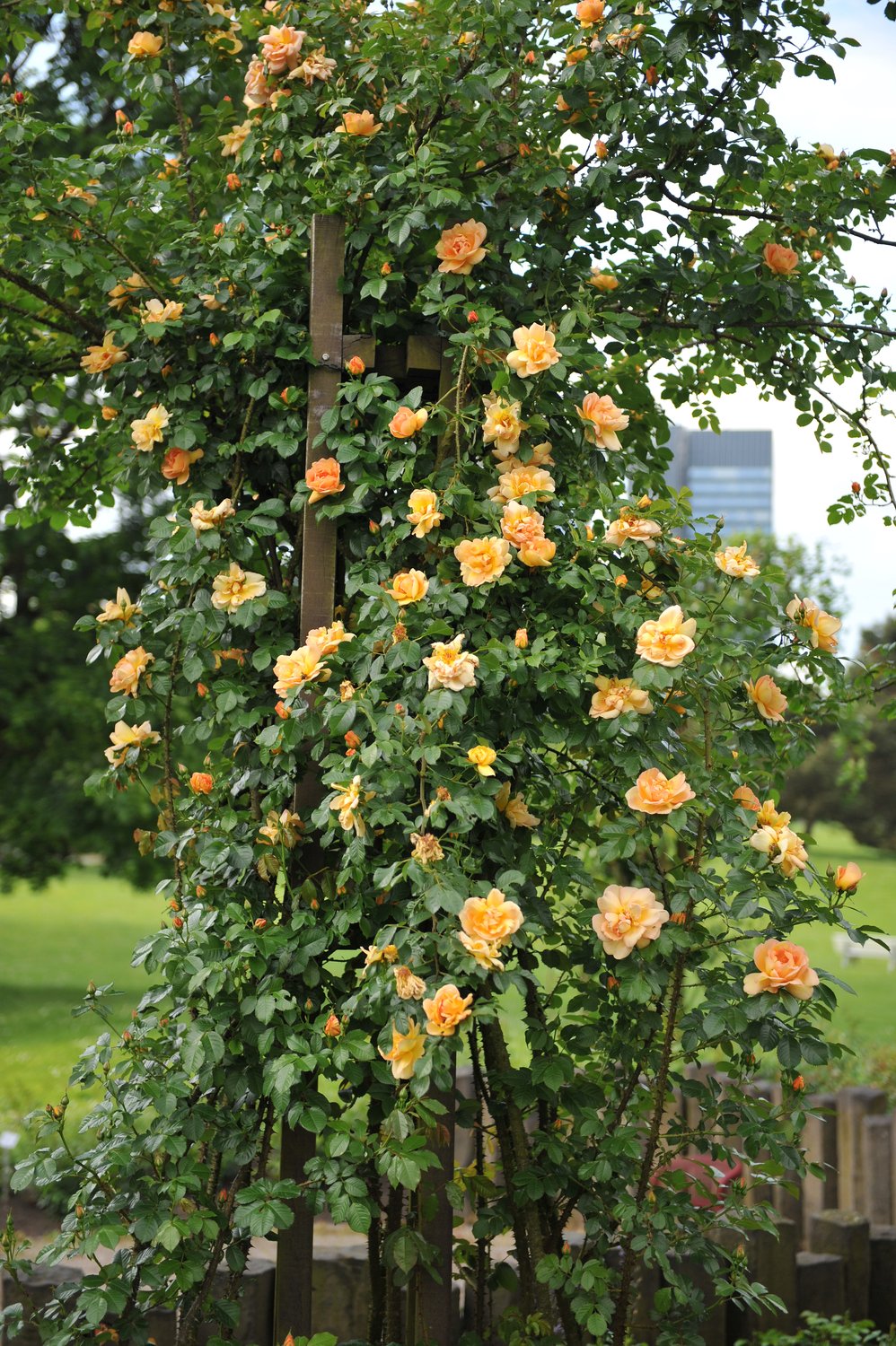 Rosa 'Maigold'