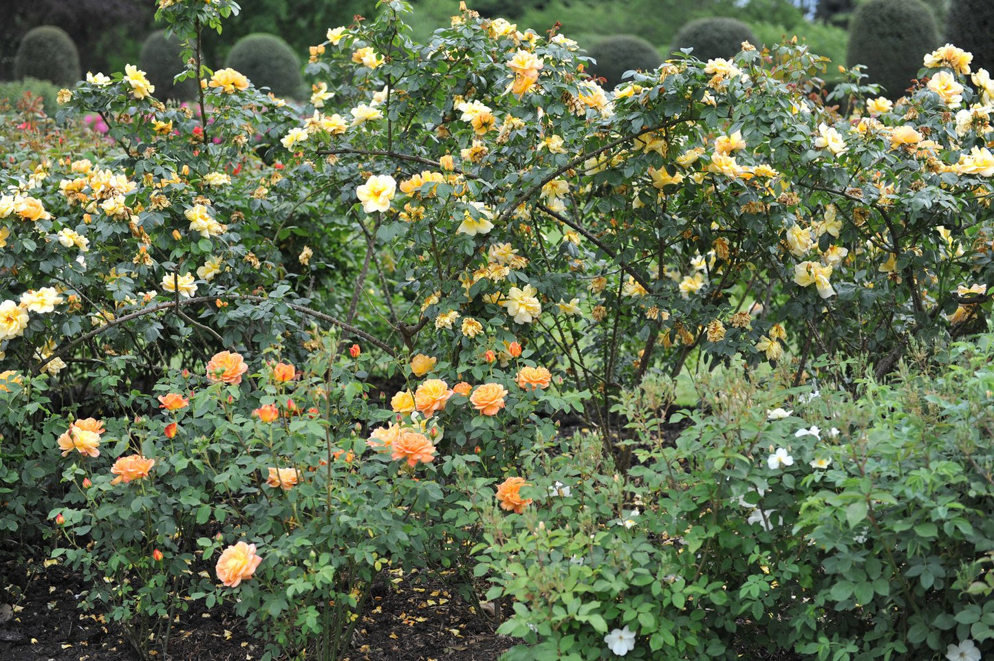 Rosa 'Maigold'