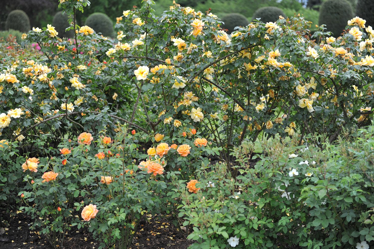 Rosa 'Maigold'