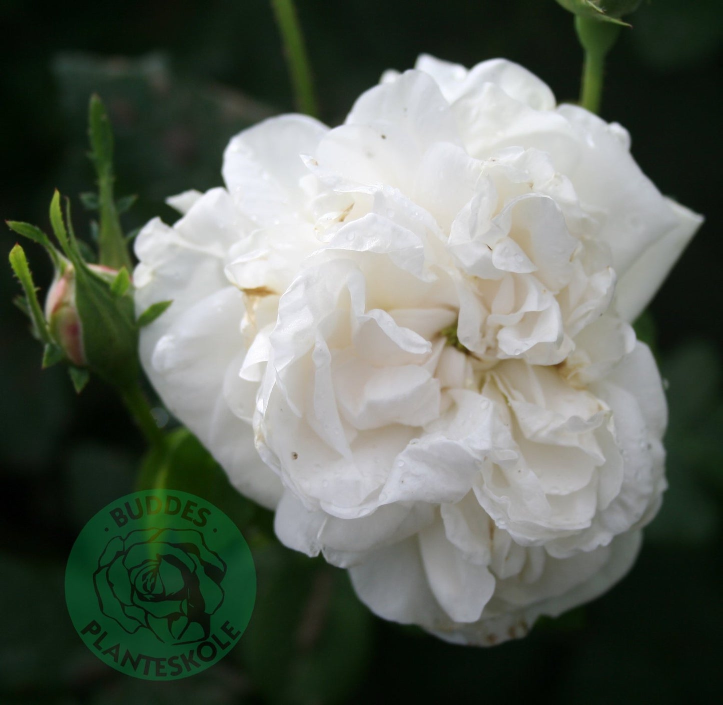 Rosa 'Mme Plantier'