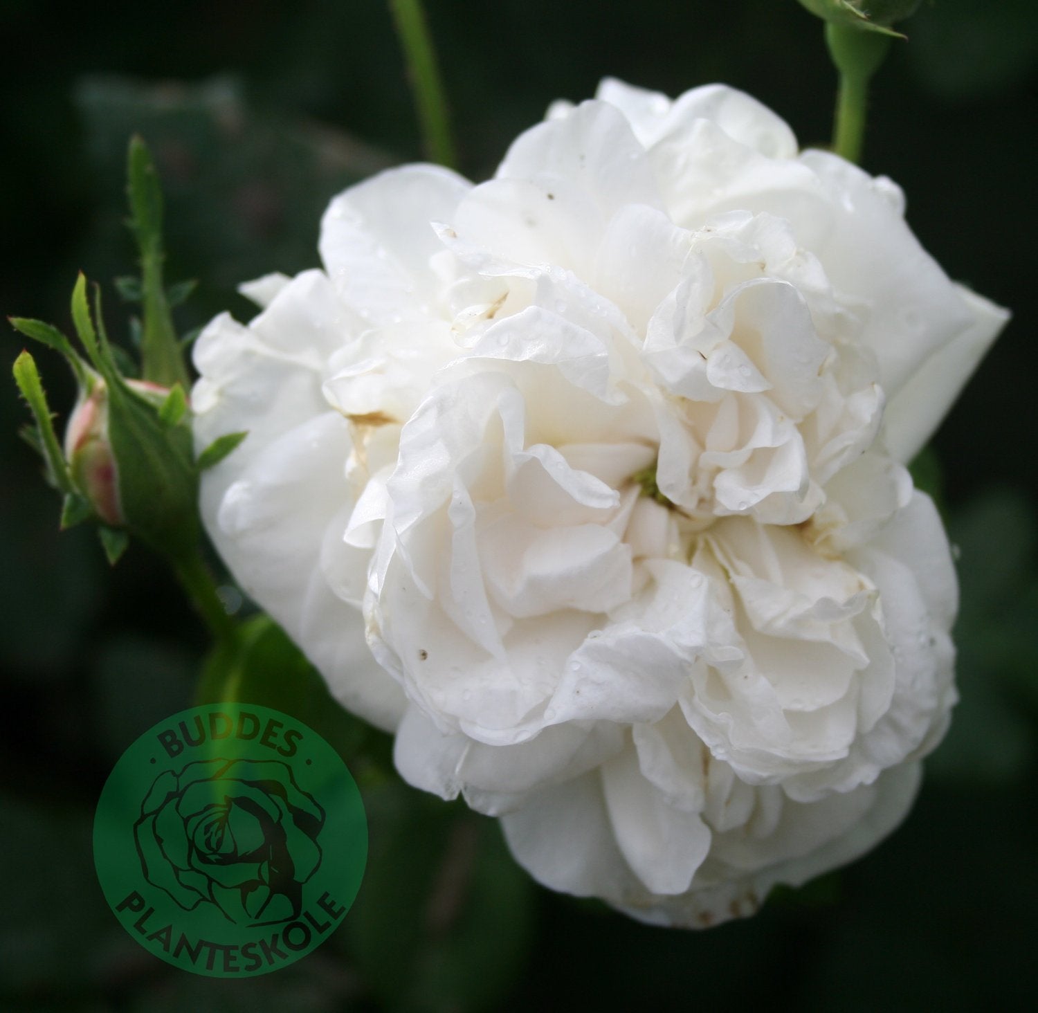 Rosa 'Mme Plantier'