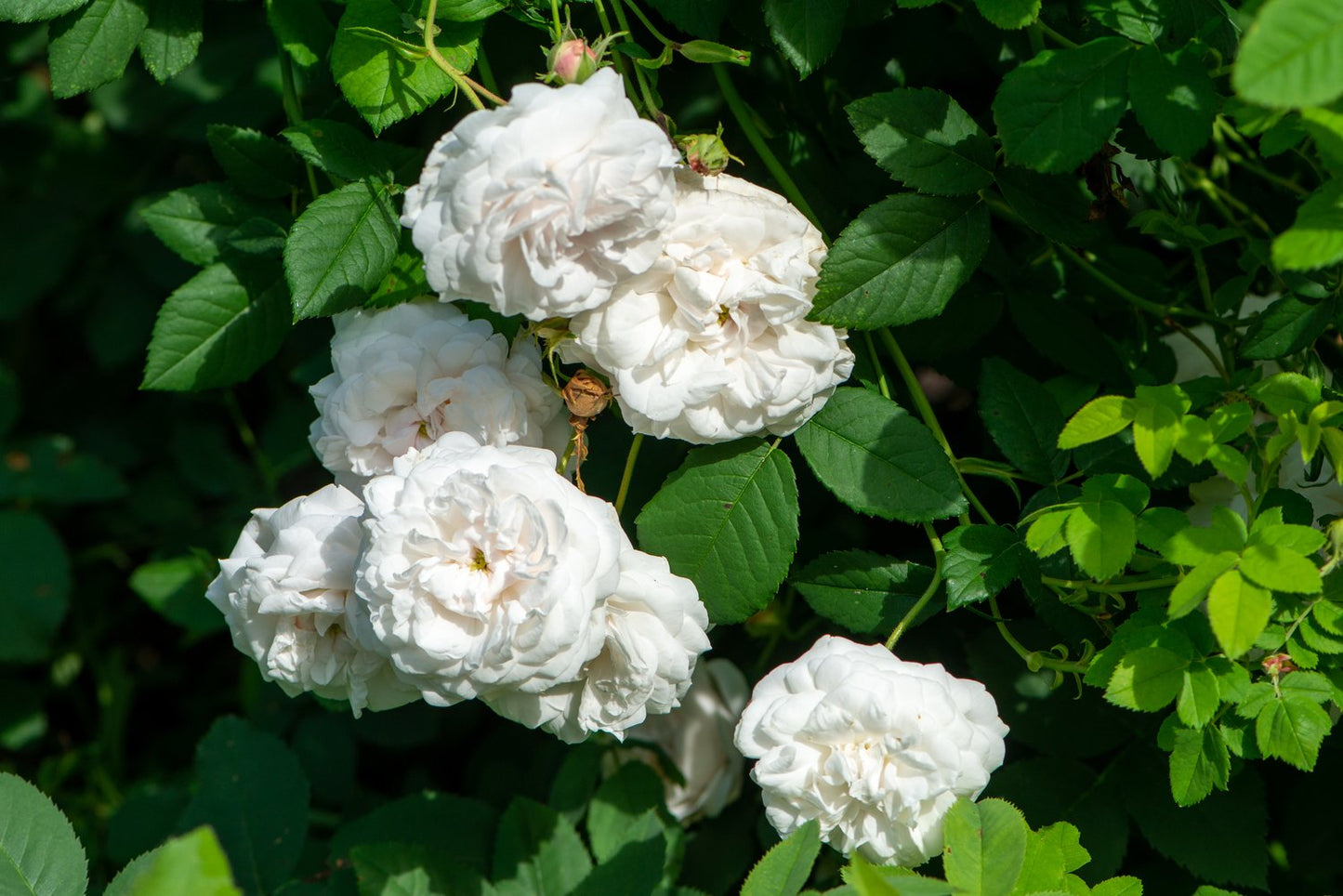 Rosa 'Mme Plantier'