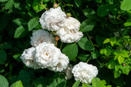 Rosa 'Mme Plantier'