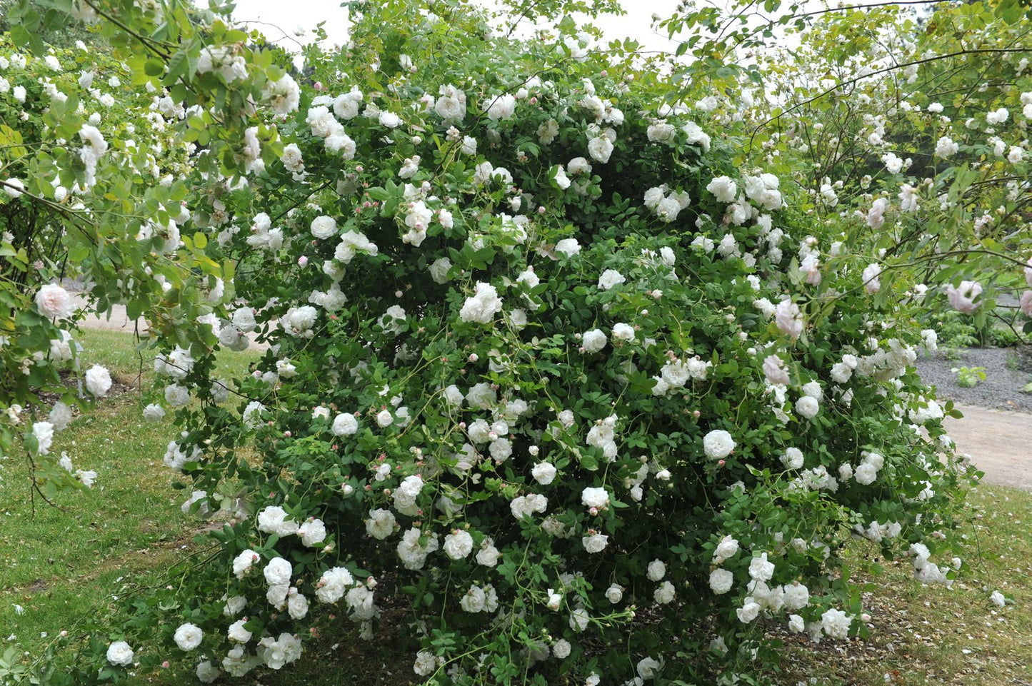 Rosa 'Mme Plantier'