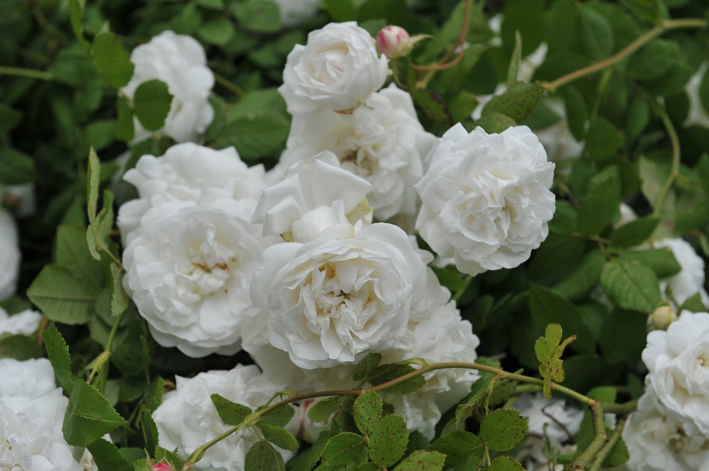Rosa 'Mme Plantier'