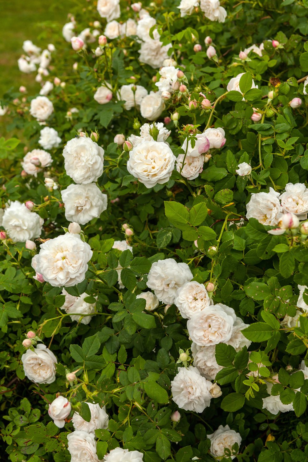 Rosa 'Mme Plantier'