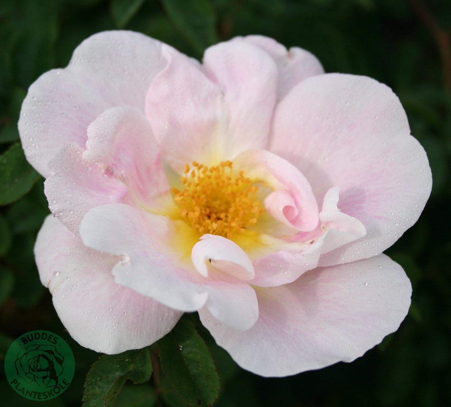 Rosa 'Nevada'