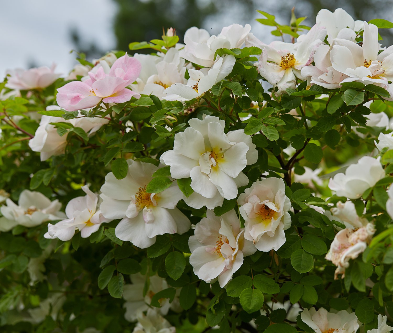 Rosa 'Nevada'