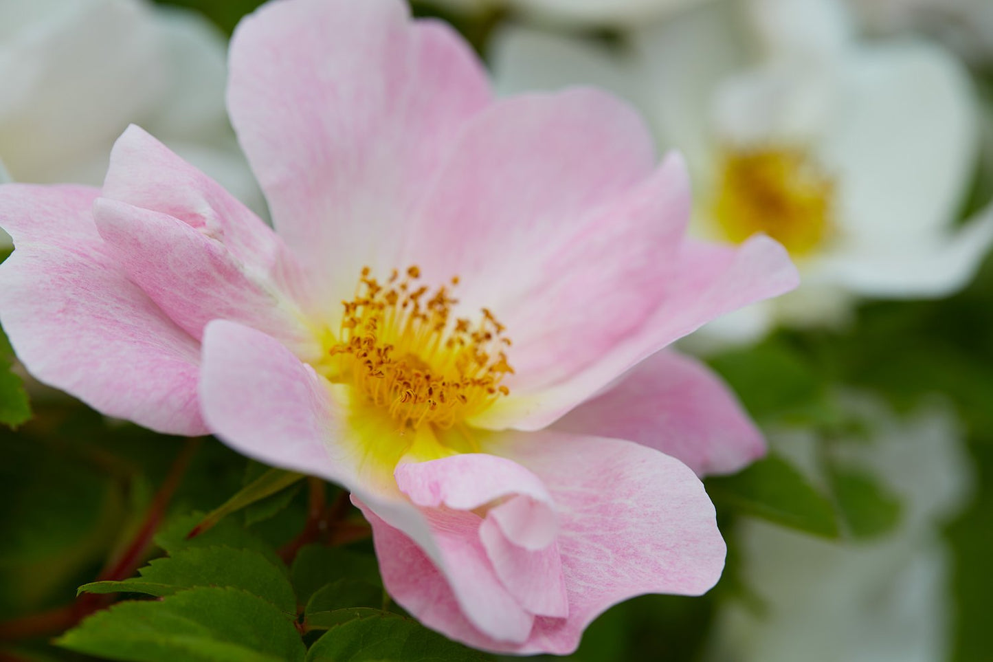 Rosa 'Nevada'