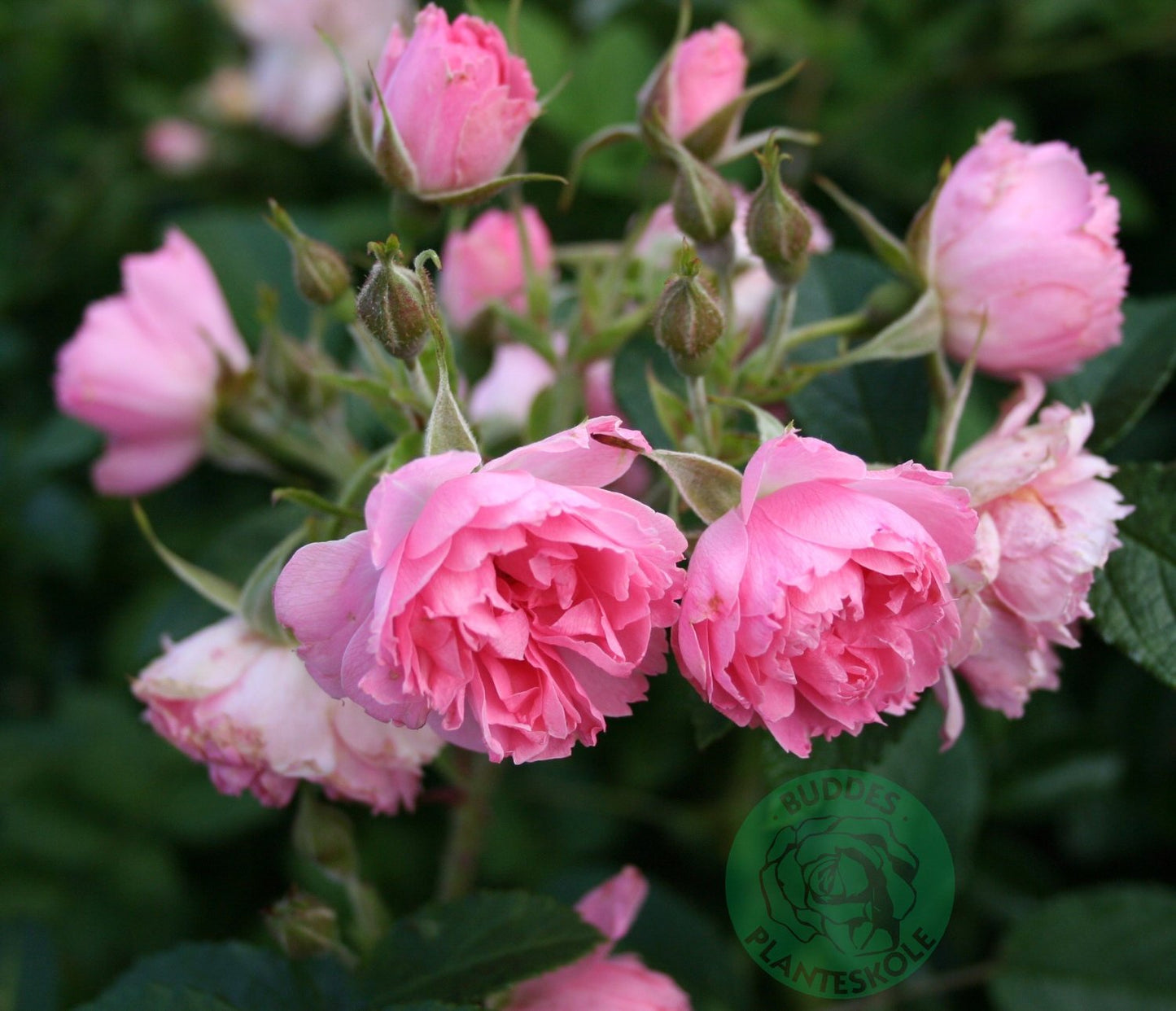 Rosa 'Pink Grootendorst'