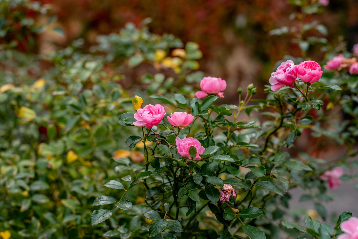 Rosa 'Pink Grootendorst'