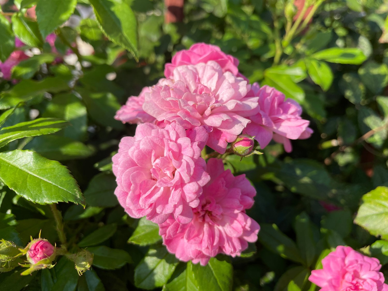 Rosa 'Pink Grootendorst'