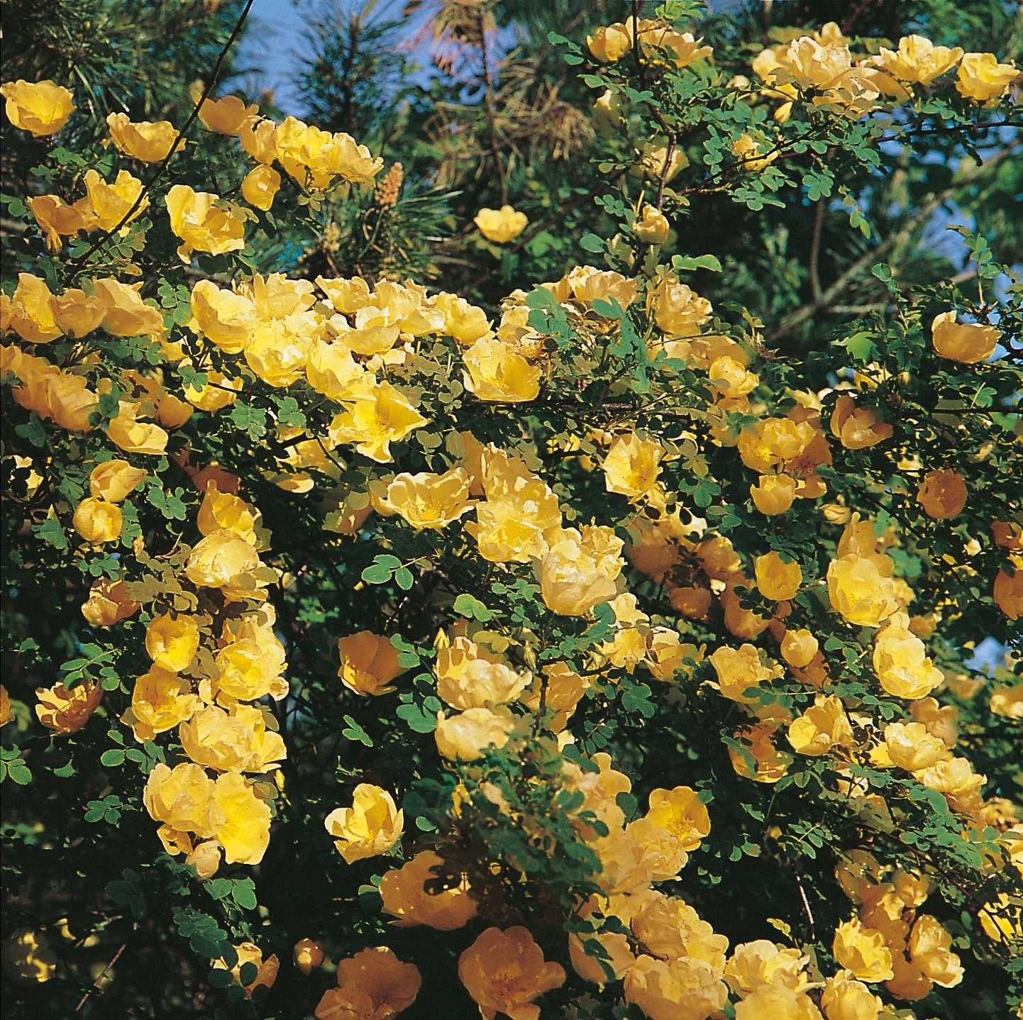 Rosa hugonis