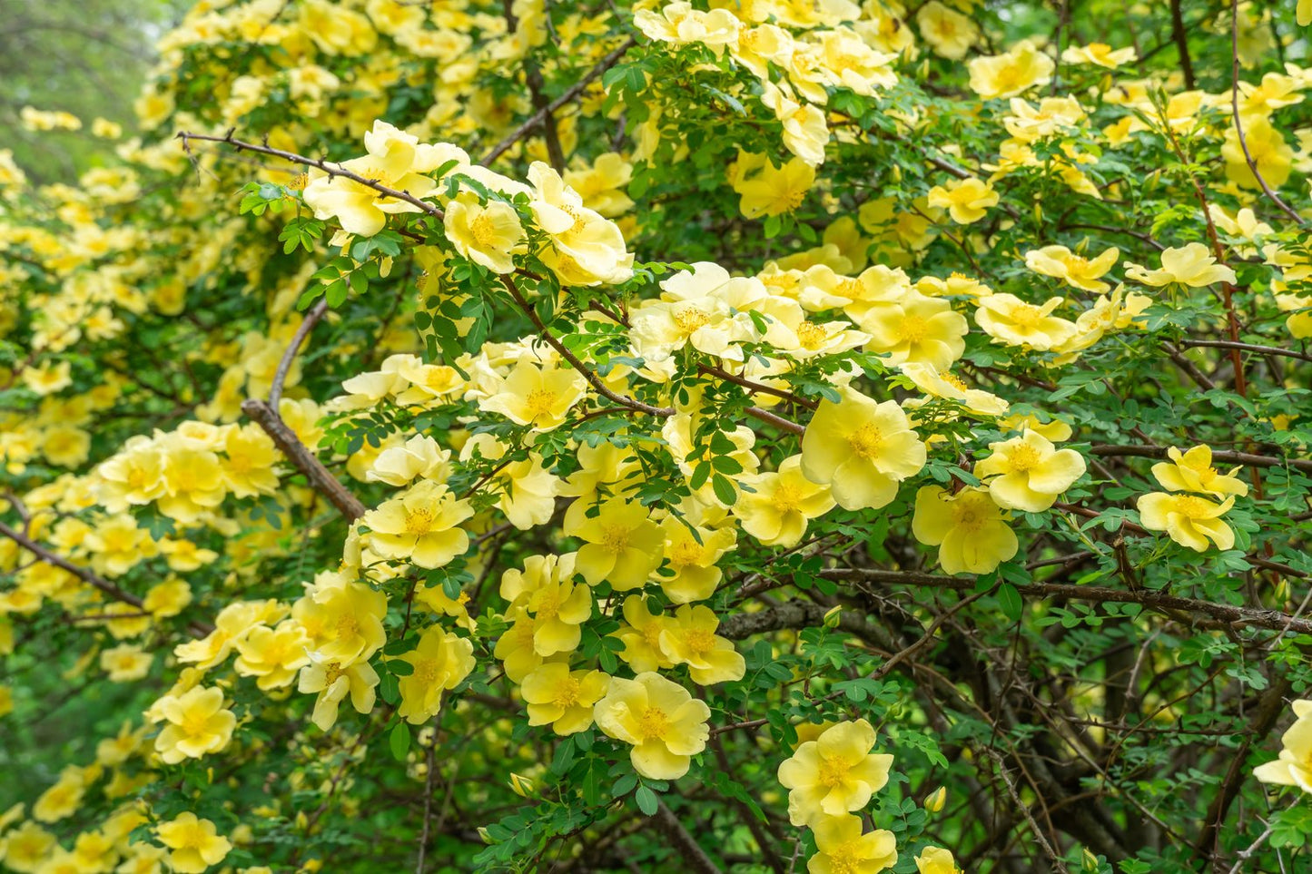 Rosa hugonis