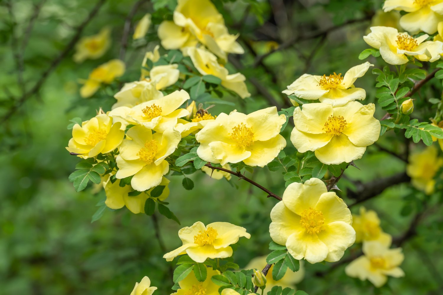 Rosa hugonis