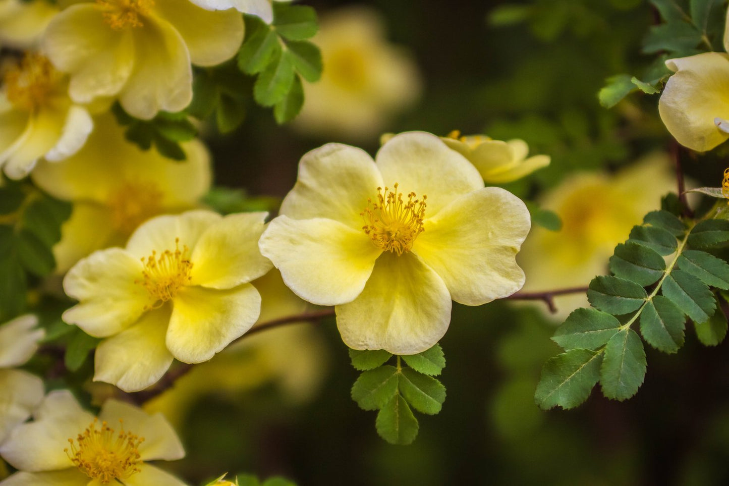 Rosa hugonis