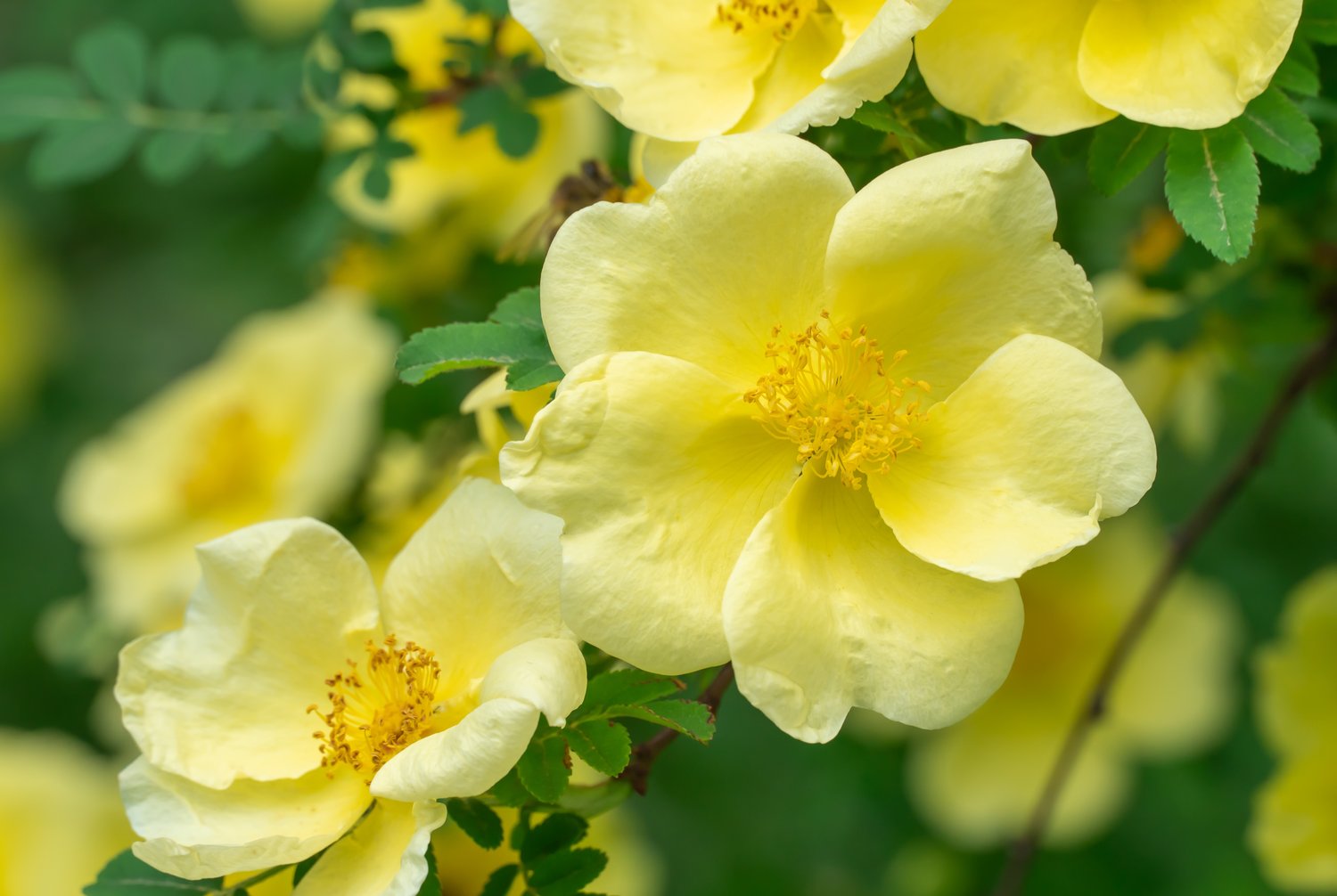 Rosa hugonis