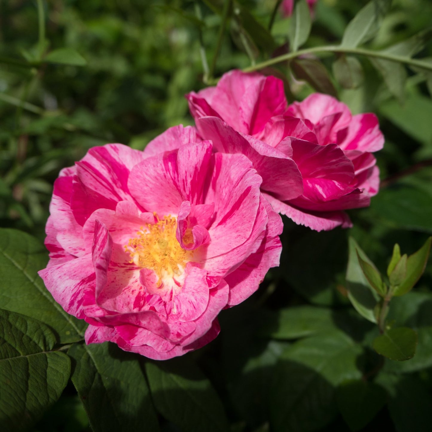 Rosa 'Rosa Mundi'