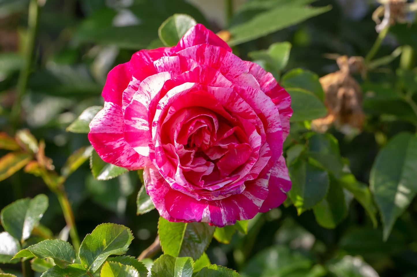 Rosa 'Rosa Mundi'
