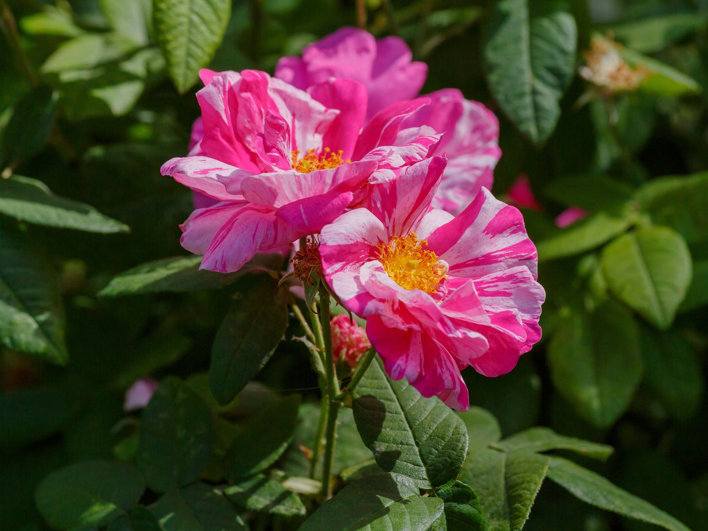 Rosa 'Rosa Mundi'