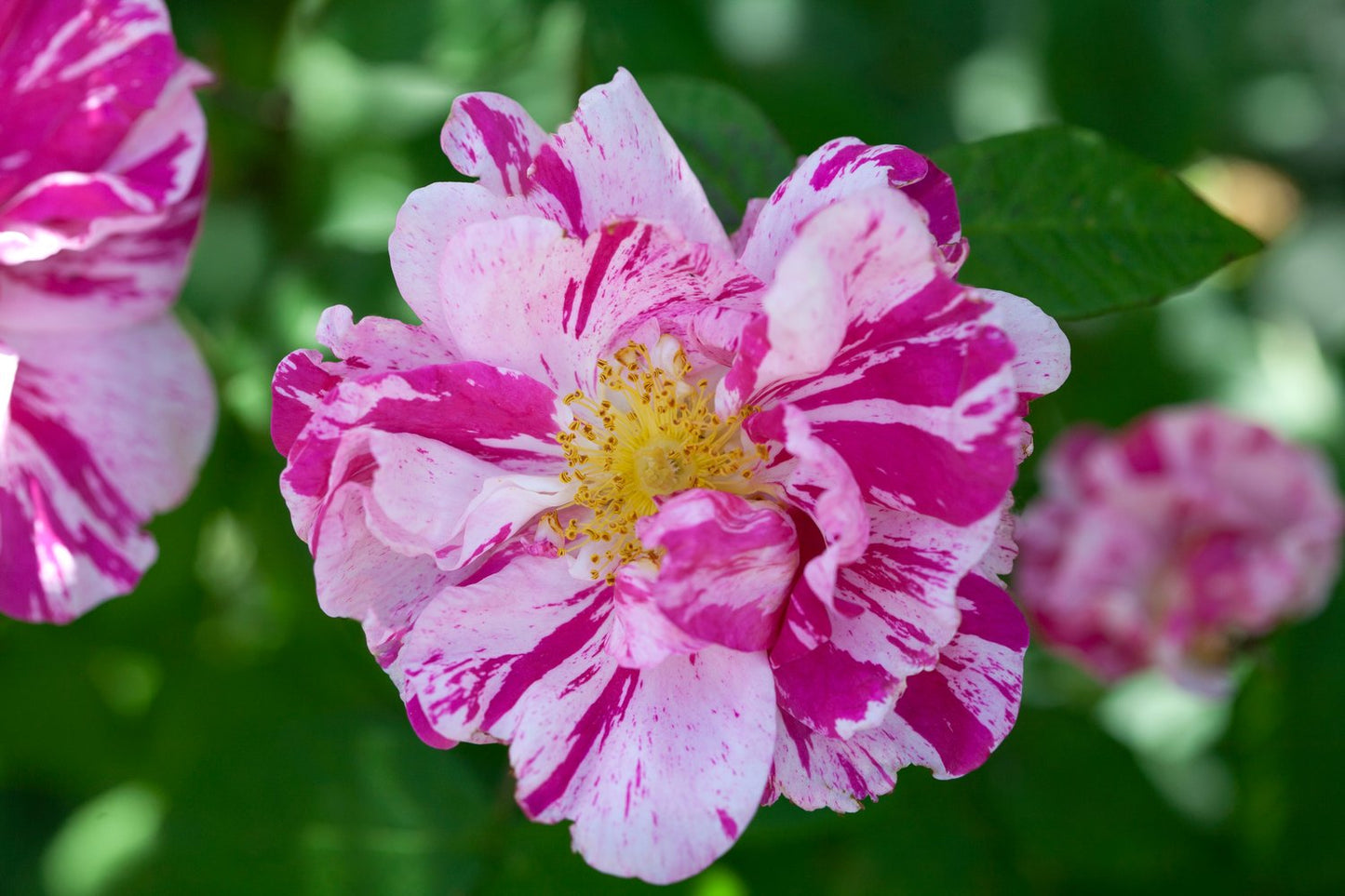 Rosa 'Rosa Mundi'