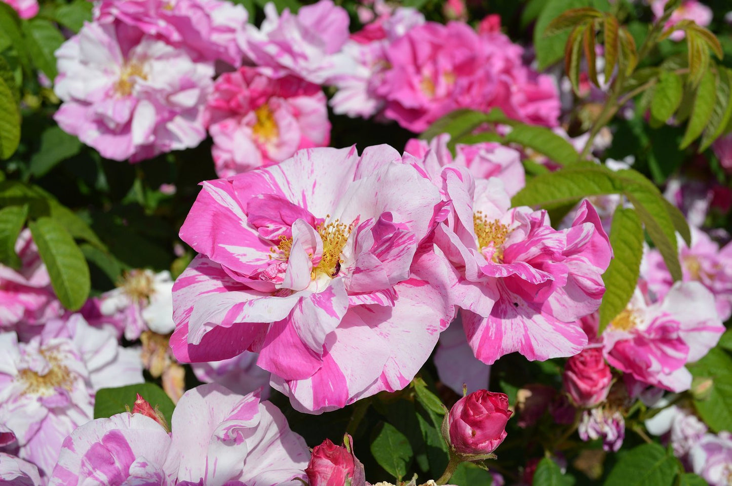 Rosa 'Rosa Mundi'