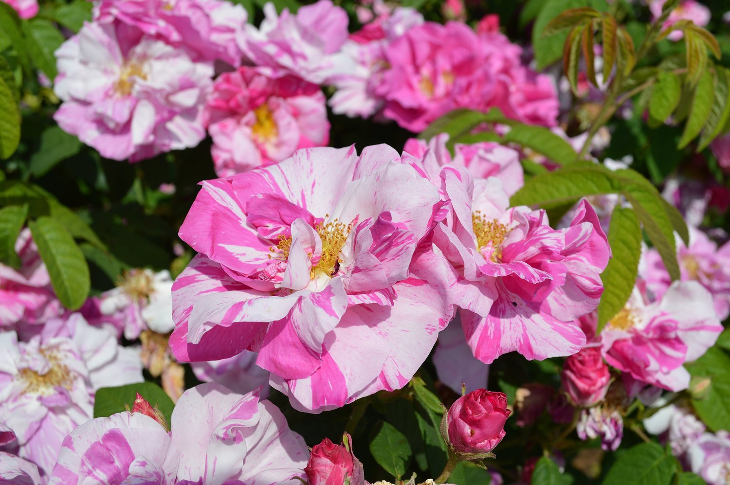Rosa 'Rosa Mundi'