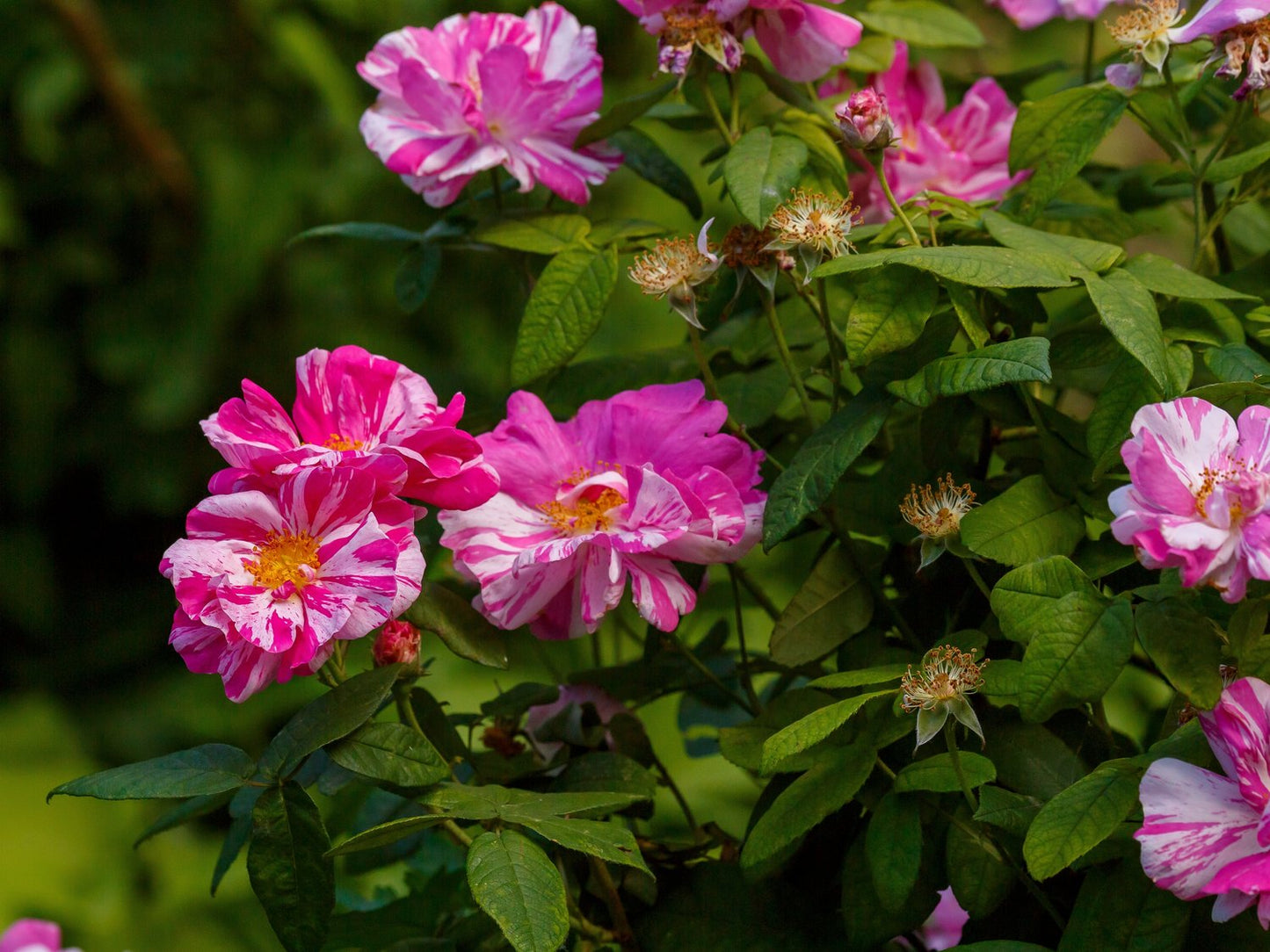 Rosa 'Rosa Mundi'