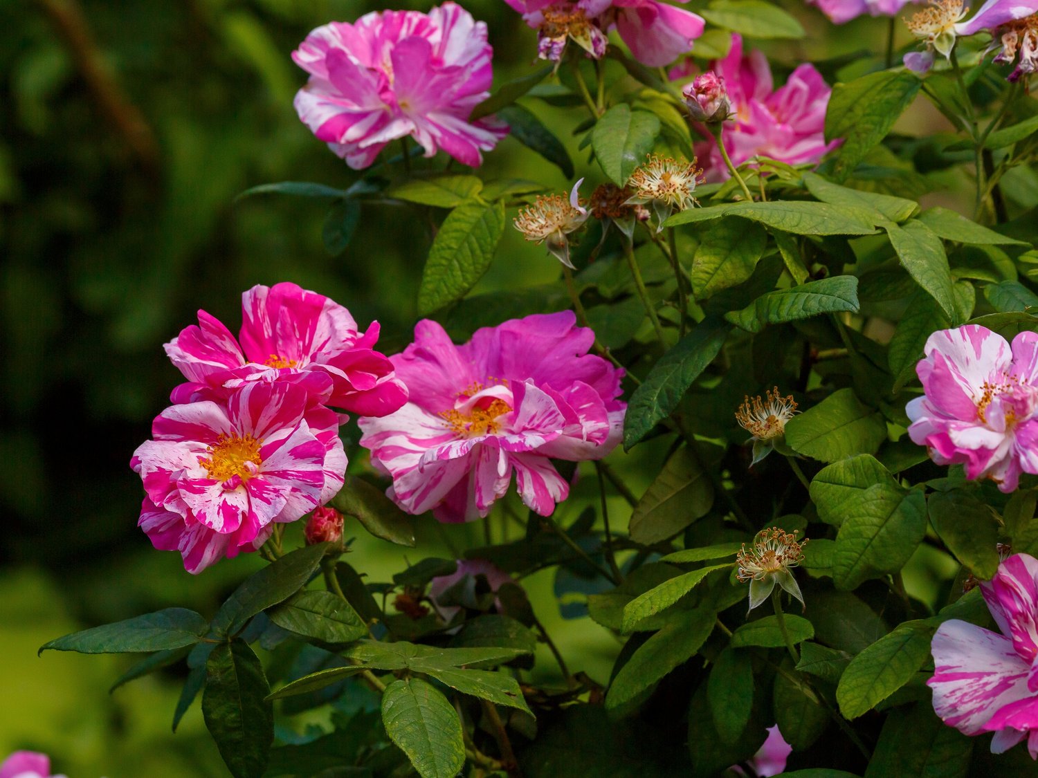 Rosa 'Rosa Mundi'