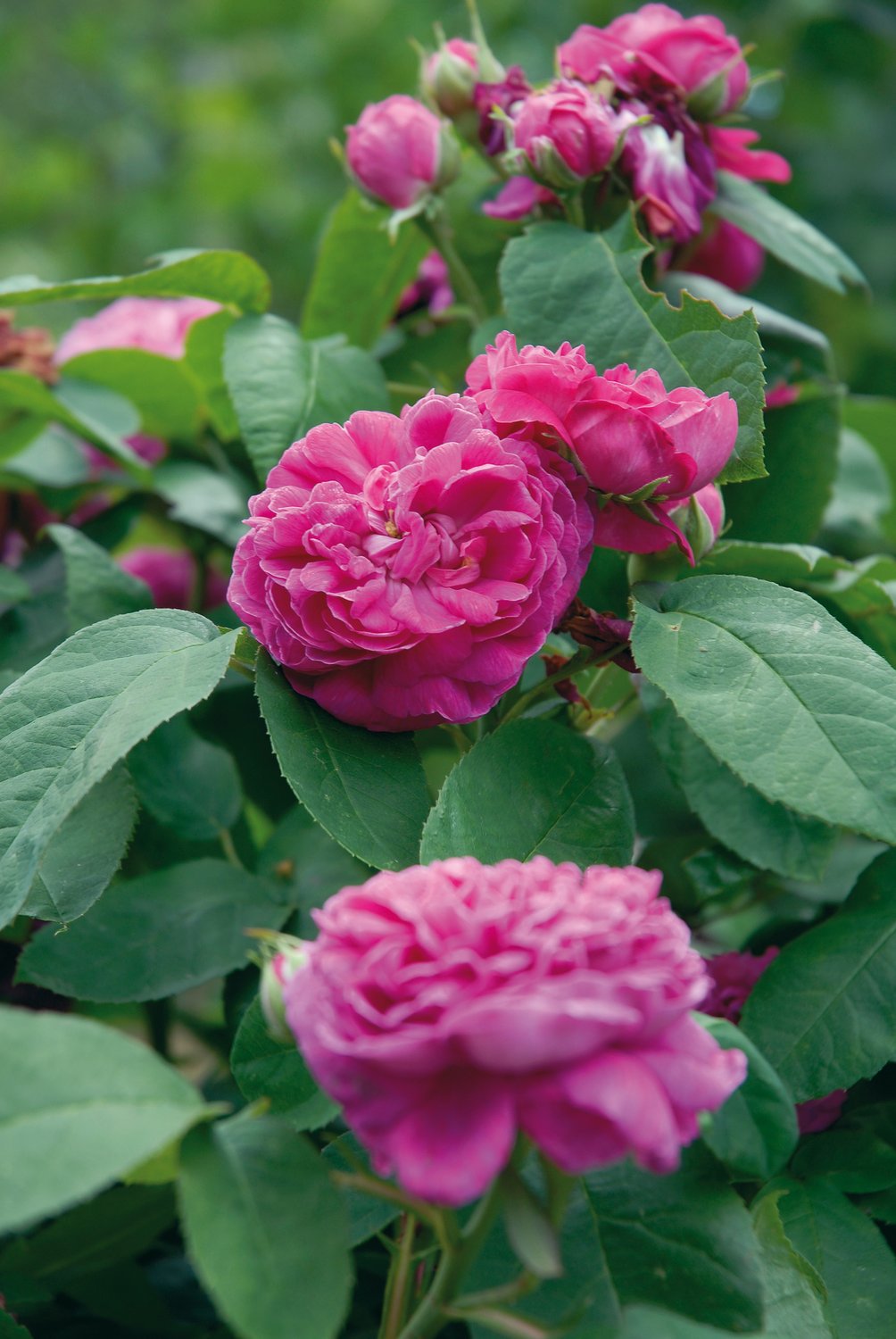 Rosa 'Rose de Rescht'