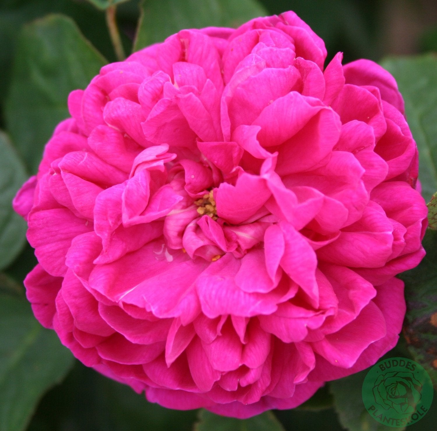 Rosa 'Rose de Rescht'