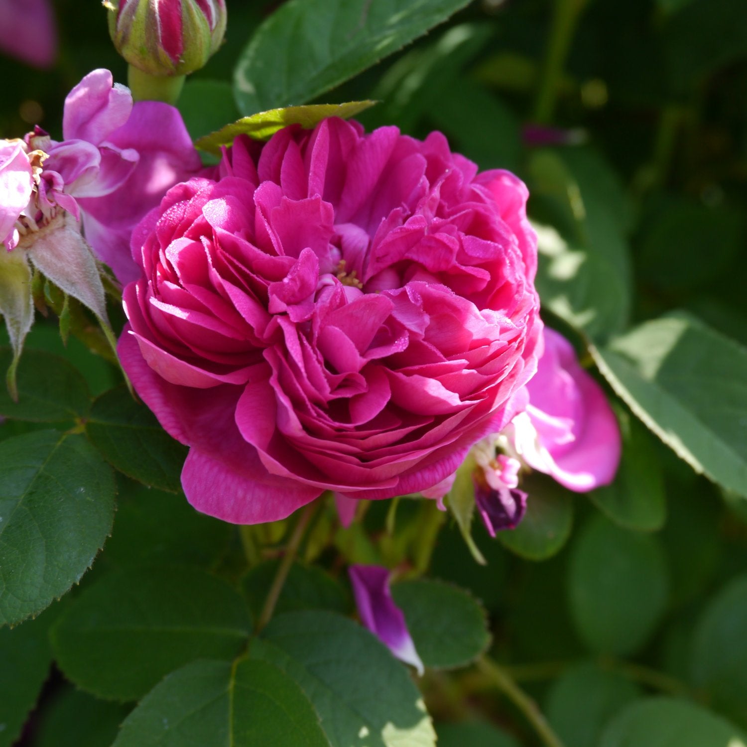 Rosa 'Rose de Rescht'