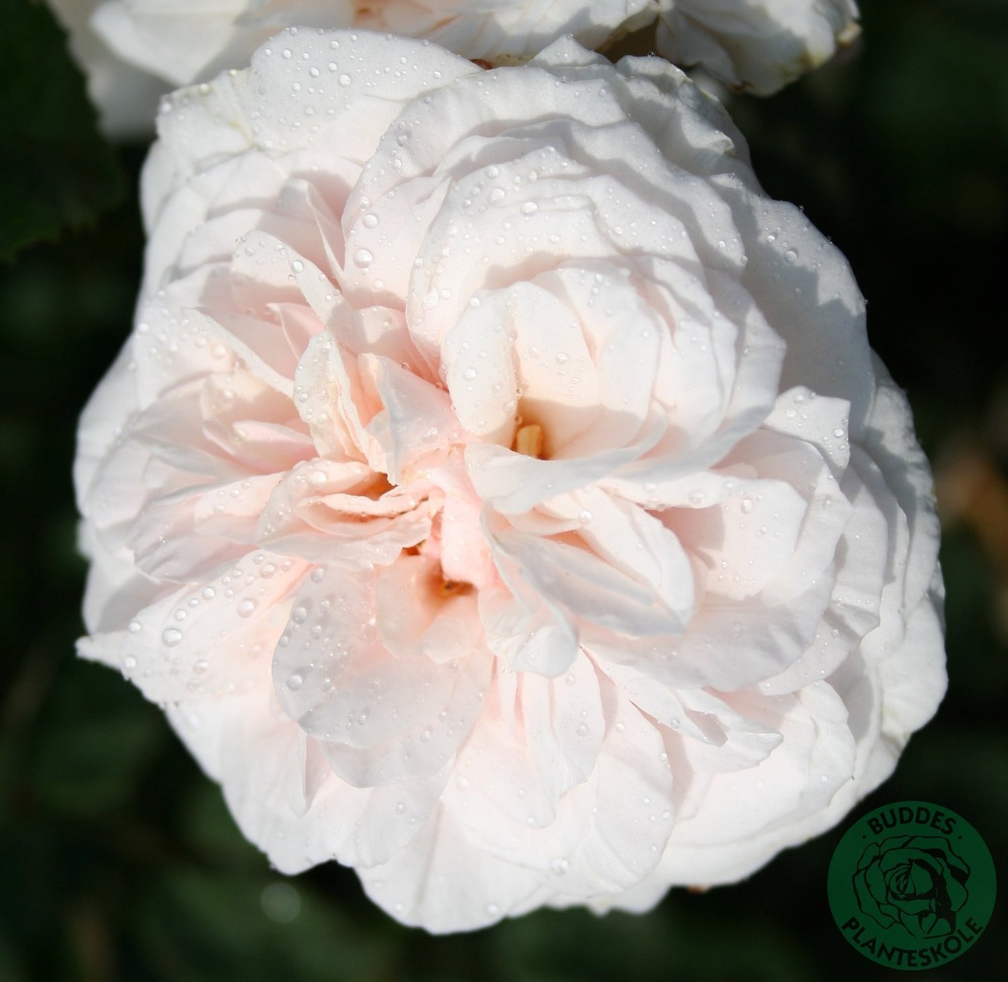 Rosa 'Souvenir de la Malmaison'