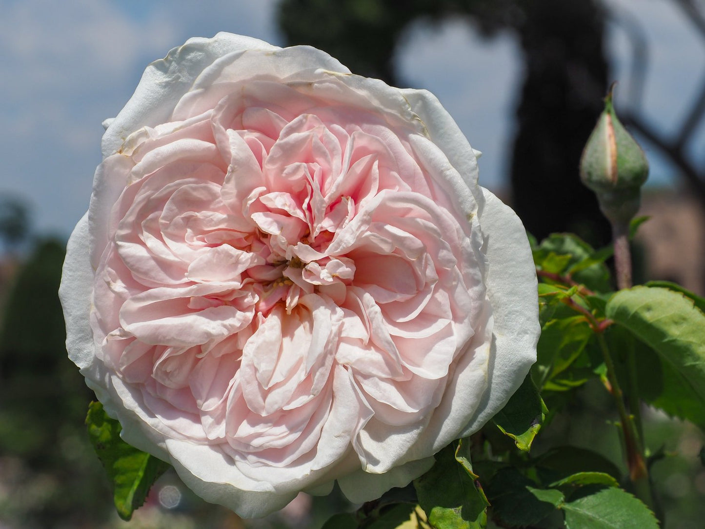 Rosa 'Souvenir de la Malmaison'