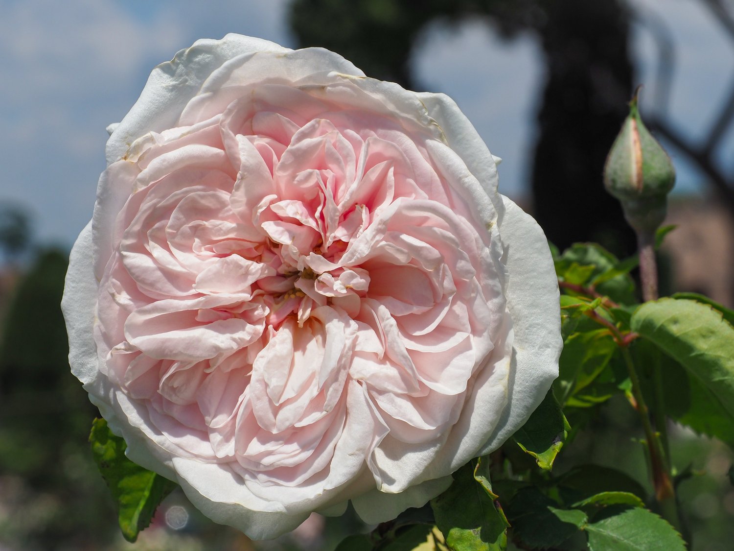 Rosa 'Souvenir de la Malmaison'