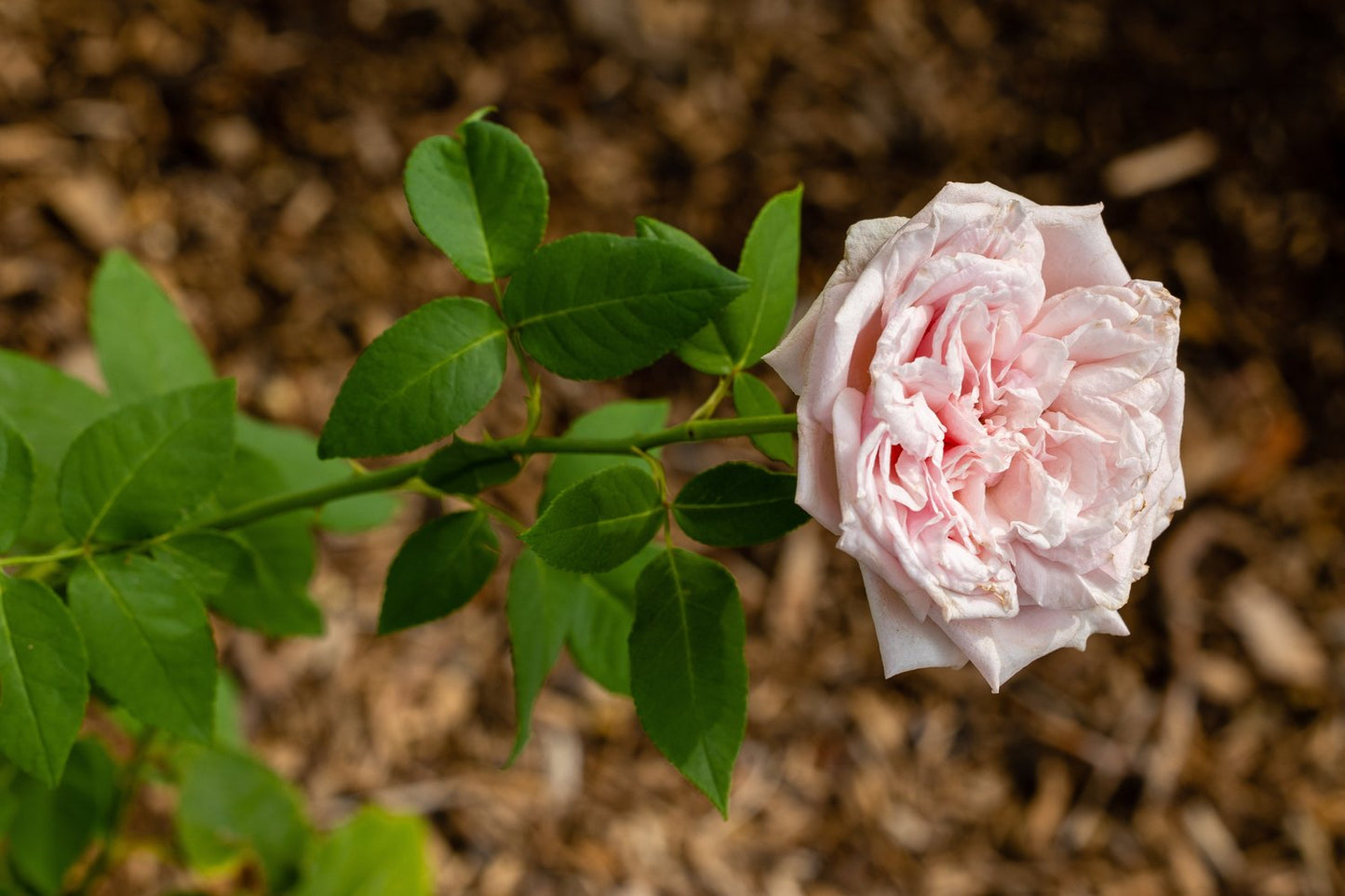 Rosa 'Souvenir de la Malmaison'