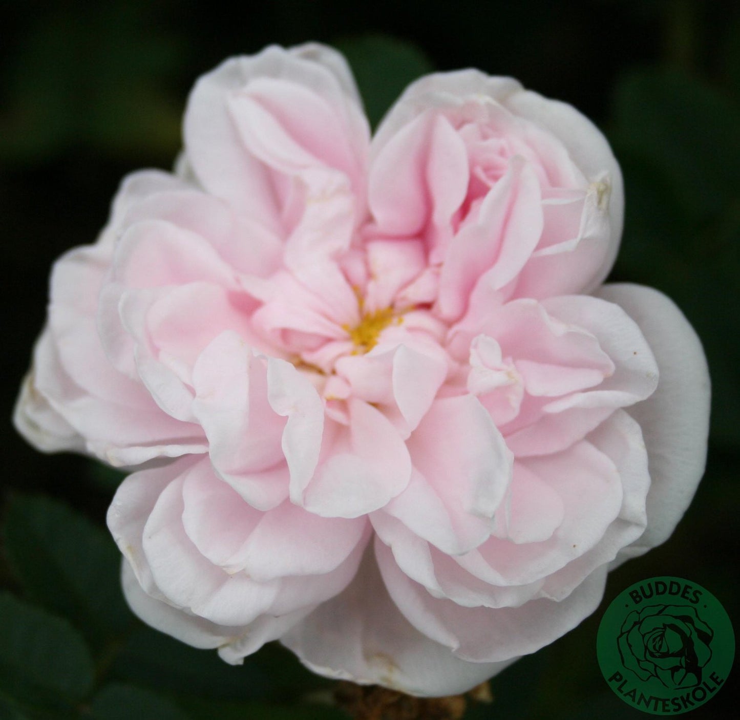 Rosa 'Stanwell Perpetual'
