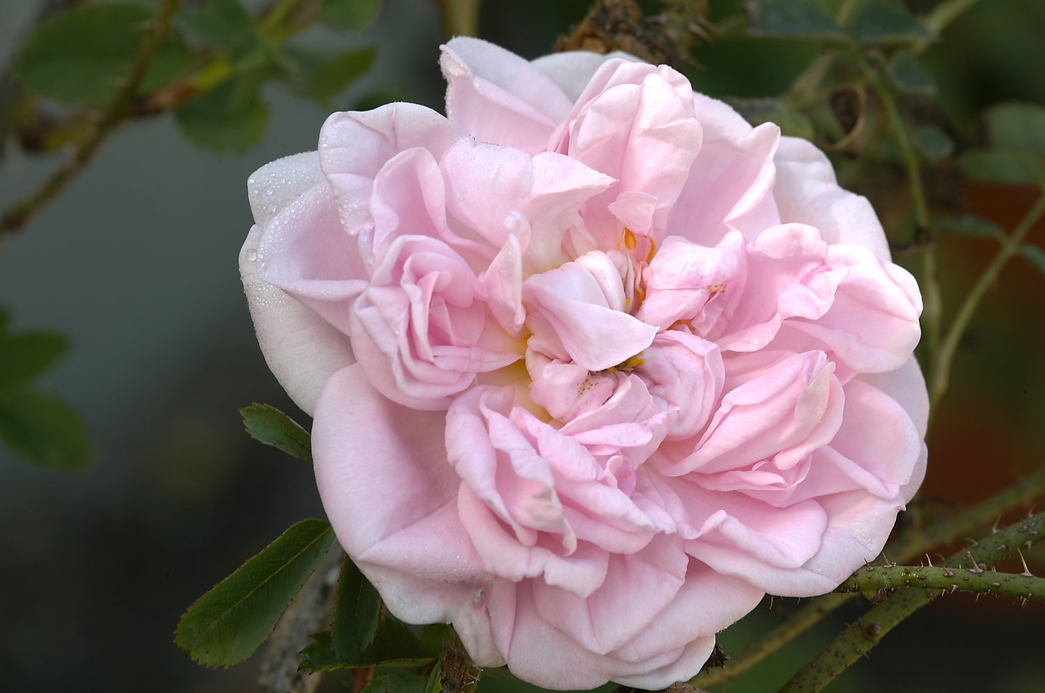 Rosa 'Stanwell Perpetual'
