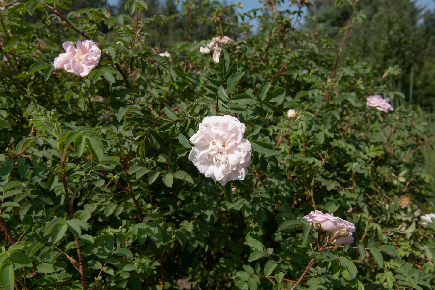 Rosa 'Stanwell Perpetual'