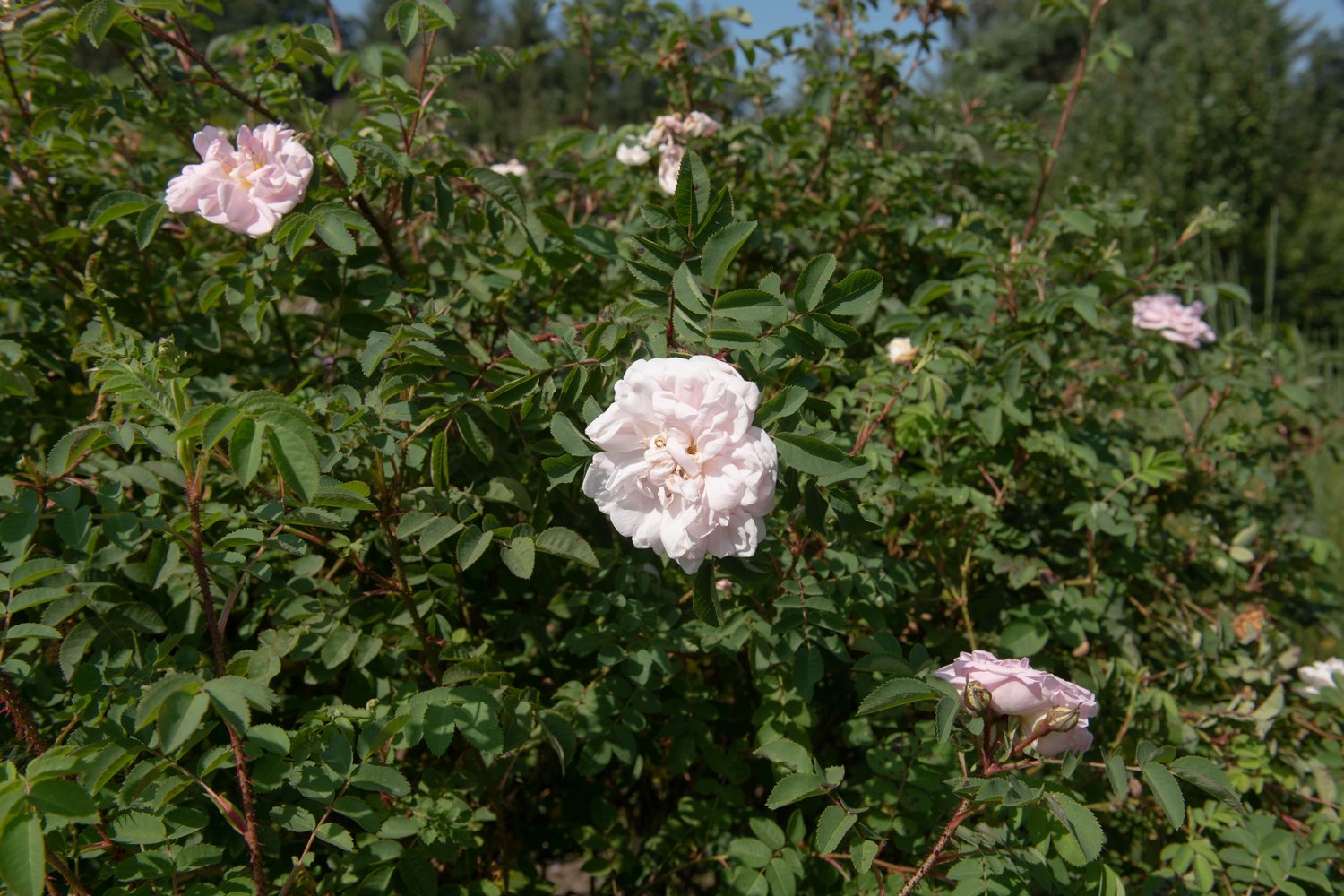 Rosa 'Stanwell Perpetual'