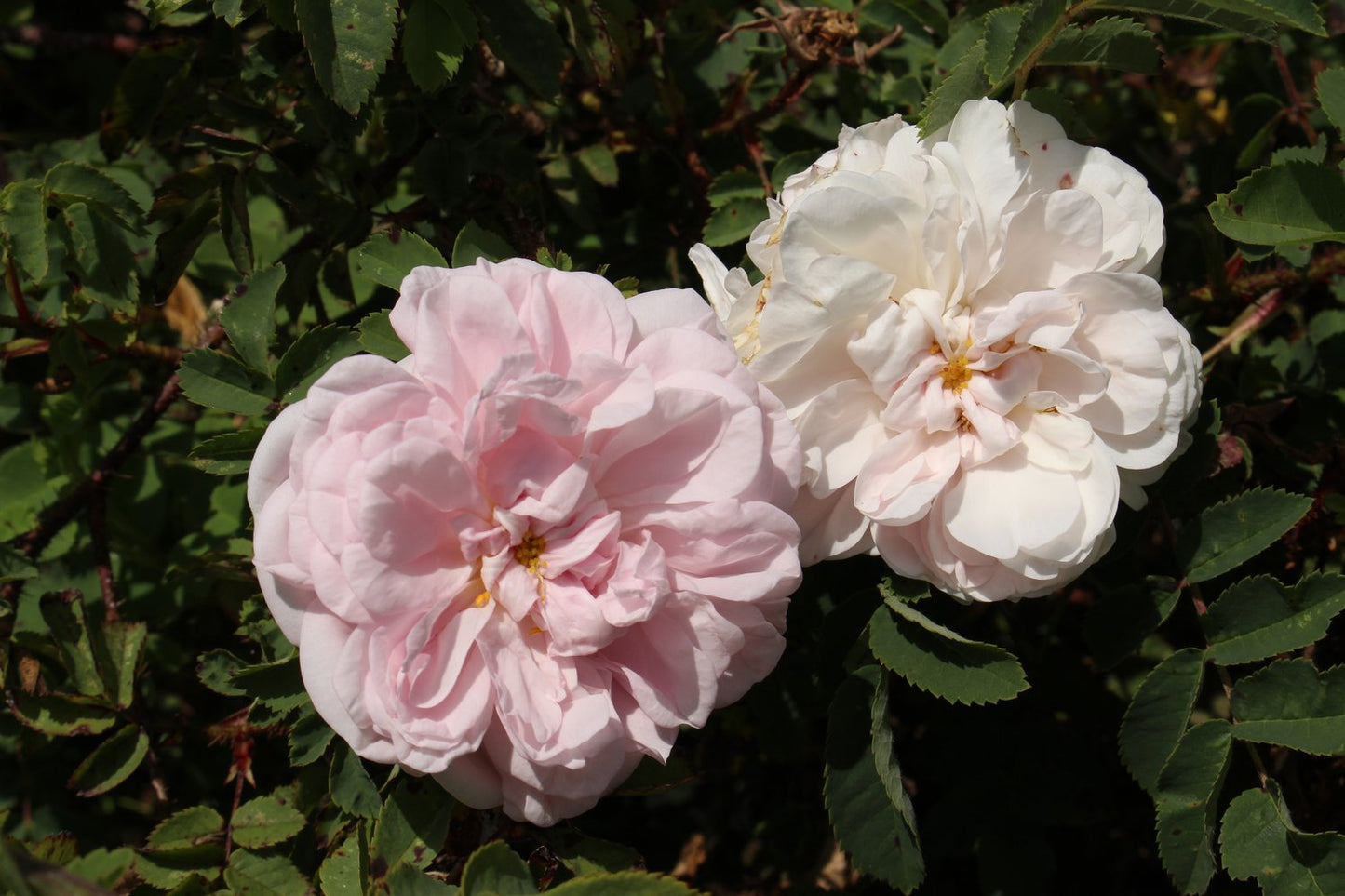 Rosa 'Stanwell Perpetual'