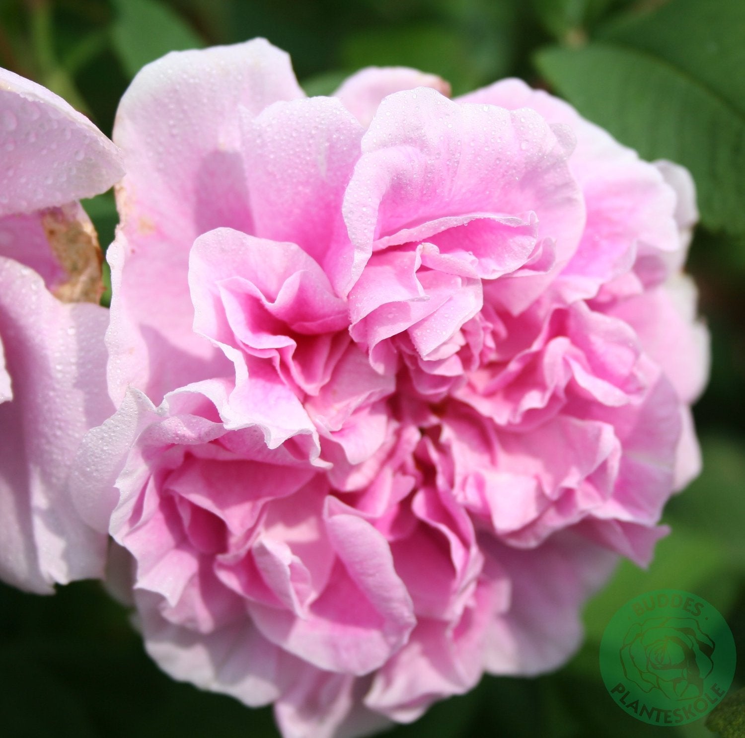 Rosa 'Thérèse Bugnet'
