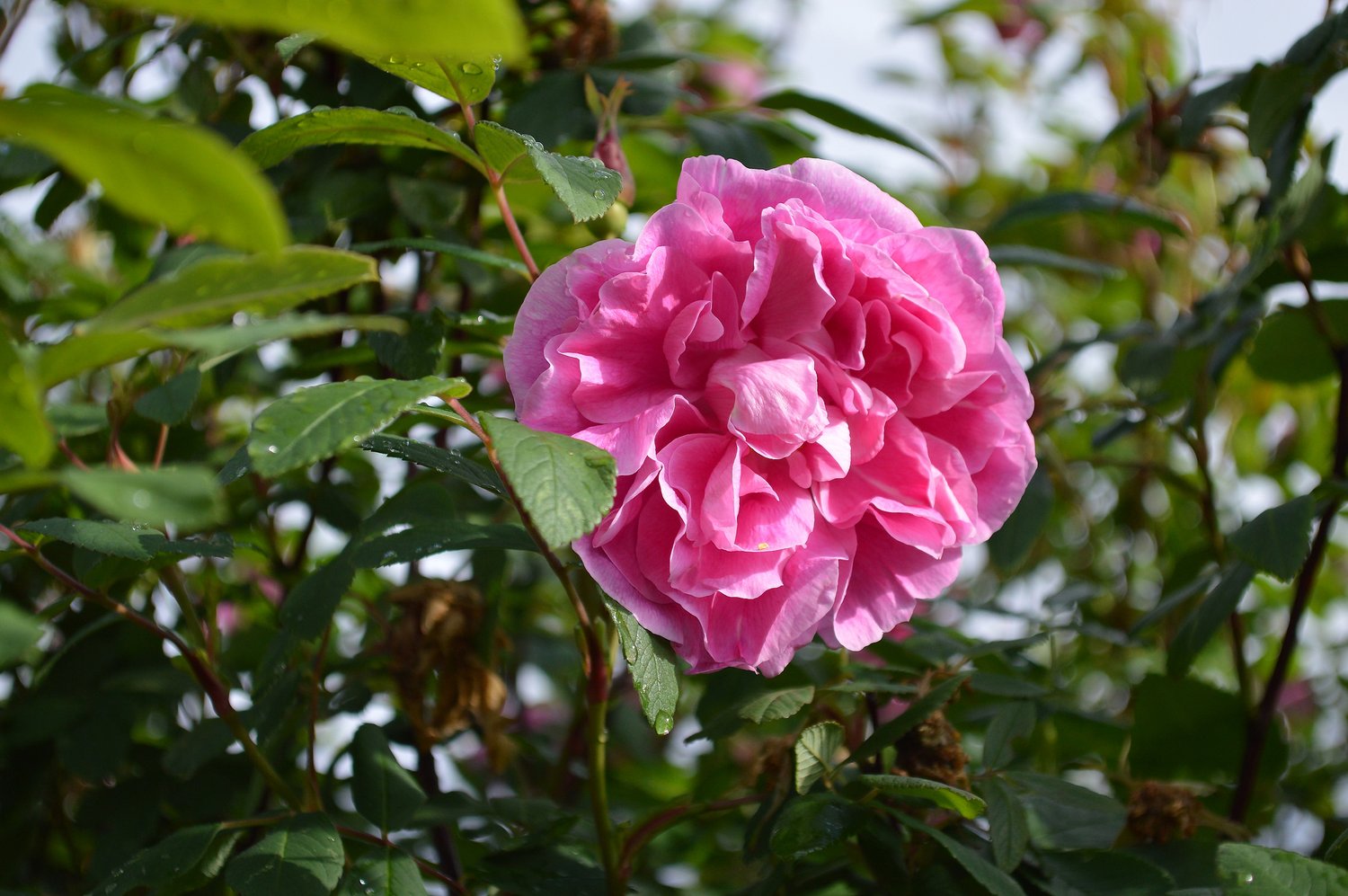 Rosa 'Thérèse Bugnet'